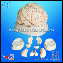 High quality medical anatomical model of human brain and brain artery Human Brain Model